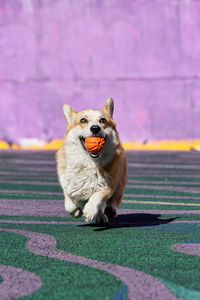 Dog playing with ball outdoors