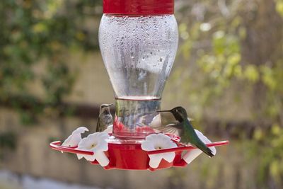 Close-up of bird with drinking glass