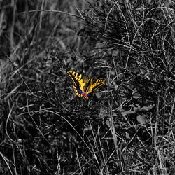 Close-up of butterfly perching on plant