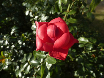 Close-up of red rose