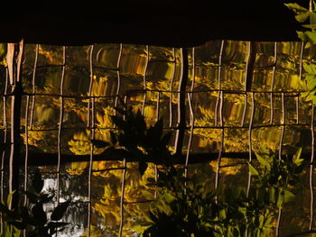 Close-up of illuminated plants at night