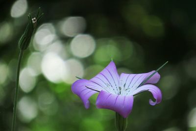 Close-up of purple flowers blooming outdoors