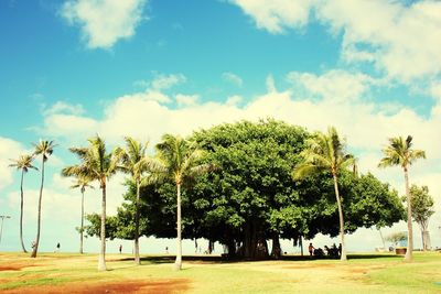 Trees against sky