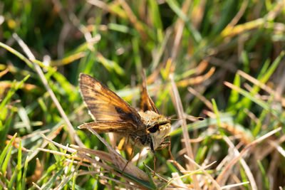 Close-up of butterfly on grass
