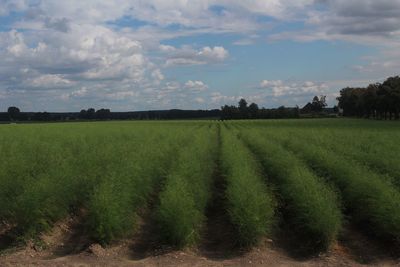 Scenic view of agricultural field against sky