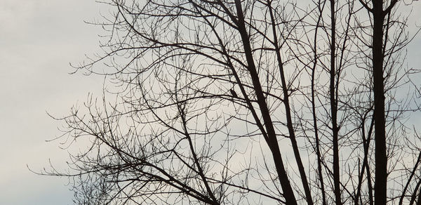 Low angle view of bare tree against clear sky