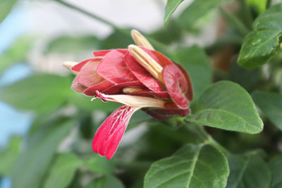 Close-up of pink rose flower