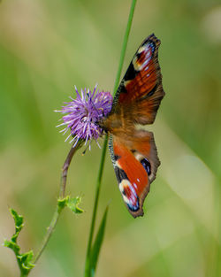 Peacock butterfly on thistle 