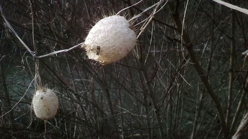 Close-up of bare tree branches