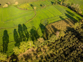 High angle view of agricultural field