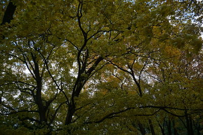 Low angle view of trees in forest