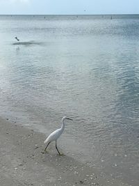 View of bird on beach