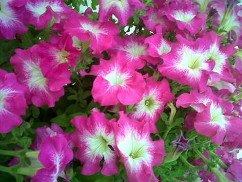 Close-up of pink flowers