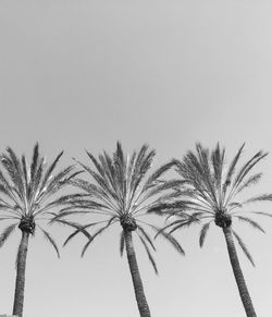Low angle view of palm trees against clear sky