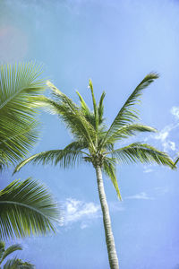 Low angle view of palm tree against sky