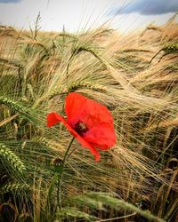 Close-up of poppy blooming in field