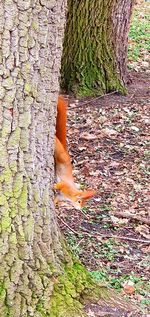 High angle view of bird on tree trunk