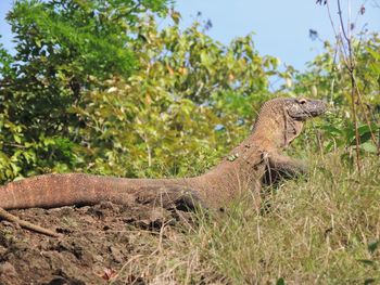 View of lizard on land