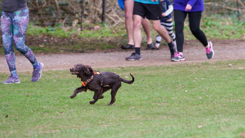 Low section of dog running on grass