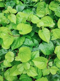 Full frame shot of green leaves