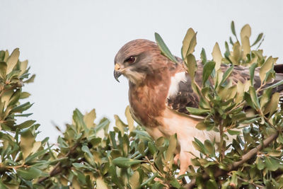 Low angle view of eagle perching on plant