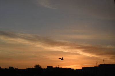 Silhouette of birds flying against sunset sky