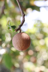 Close-up of strawberry hanging on plant