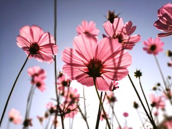 Close-up of pink flowering plants against sky