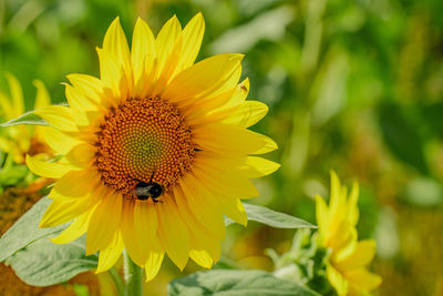
sunflower