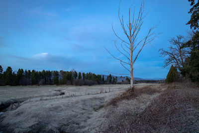 Scenic view of landscape against blue sky