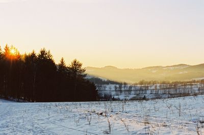 Trees on field against sky during winter