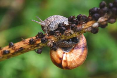 Close-up of snail on plant 