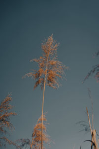 Low angle view of tree against sky during autumn
