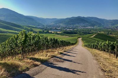 Scenic view of vineyard against sky