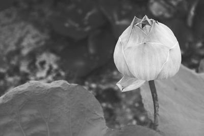 Close-up of flowering plant