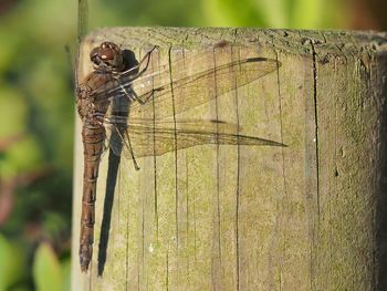 Close-up of dragonfly on wood