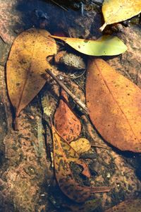 High angle view of dry leaf on water