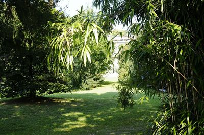 Scenic view of trees growing in forest