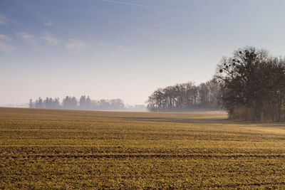 Scenic view of field against sky