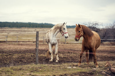 Dirty horses in a muddy riding arena with an electric fence in countryside horse riding ranch