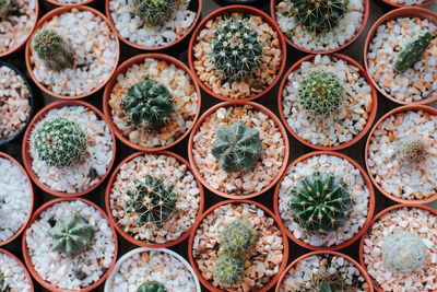 Full frame shot of succulent plants