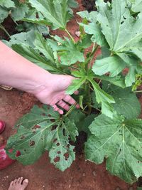 High angle view of woman holding leaf