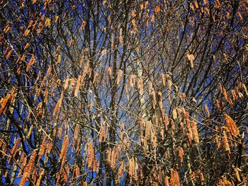 Low angle view of trees