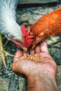 Close-up of hand feeding chicken