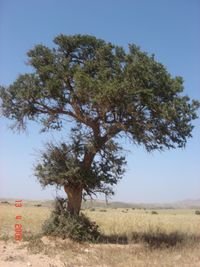 Tree on field against clear sky