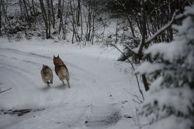 Dogs on snow covered landscape