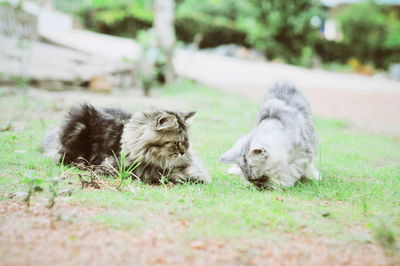 Cats relaxing on field