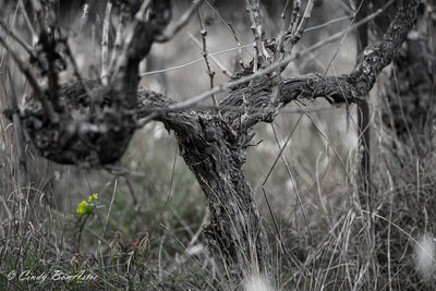 Close-up of dry plants on land in forest