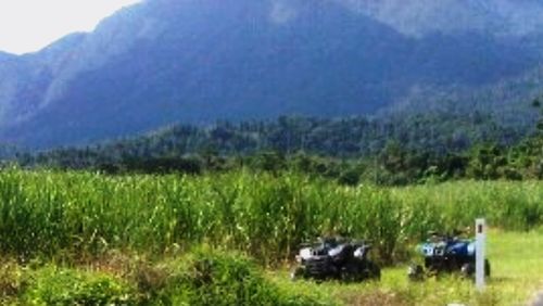 Scenic view of grassy field