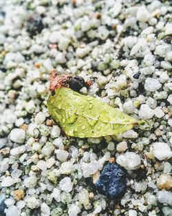 Close-up of insect on leaf